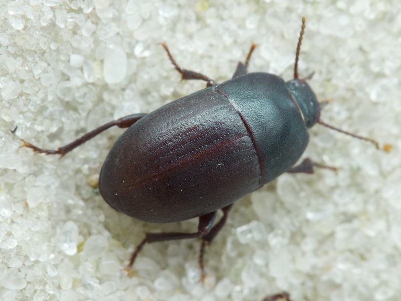 Tenebrionidae Latreille, 1802